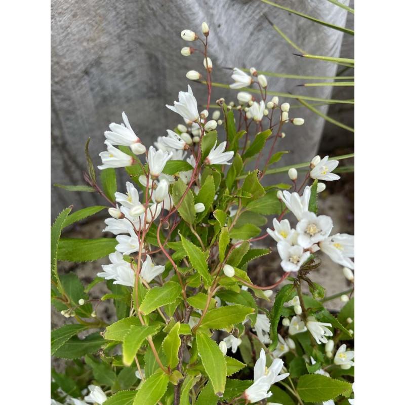 Deutzia Gracilis Nikko - View 16 from www redcrocus com