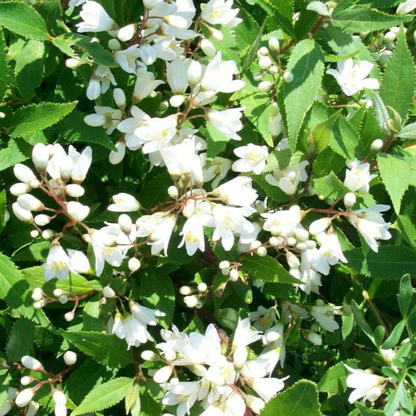 Deutzia Gracilis Nikko - View 17 from www redcrocus com