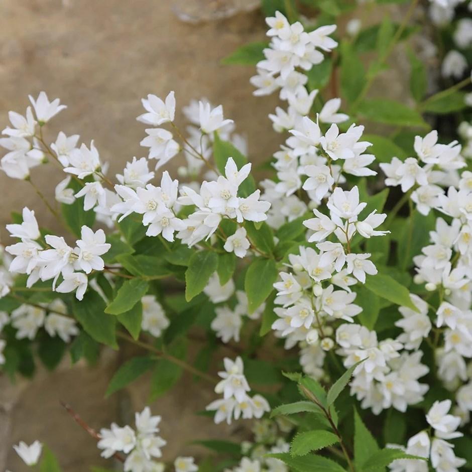 Deutzia Gracilis Nikko - View 18 from www redcrocus com