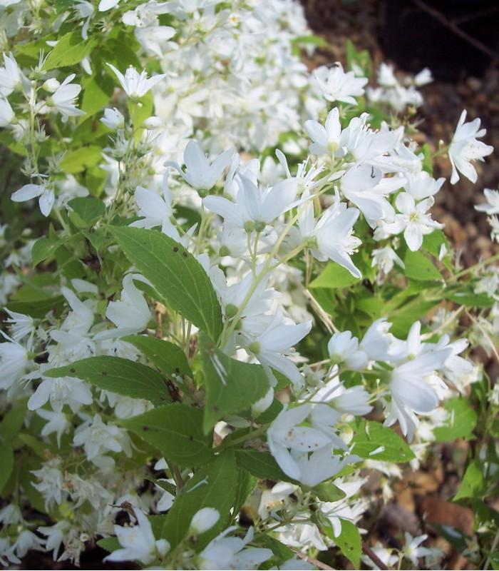Deutzia Gracilis Nikko - View 19 from www redcrocus com