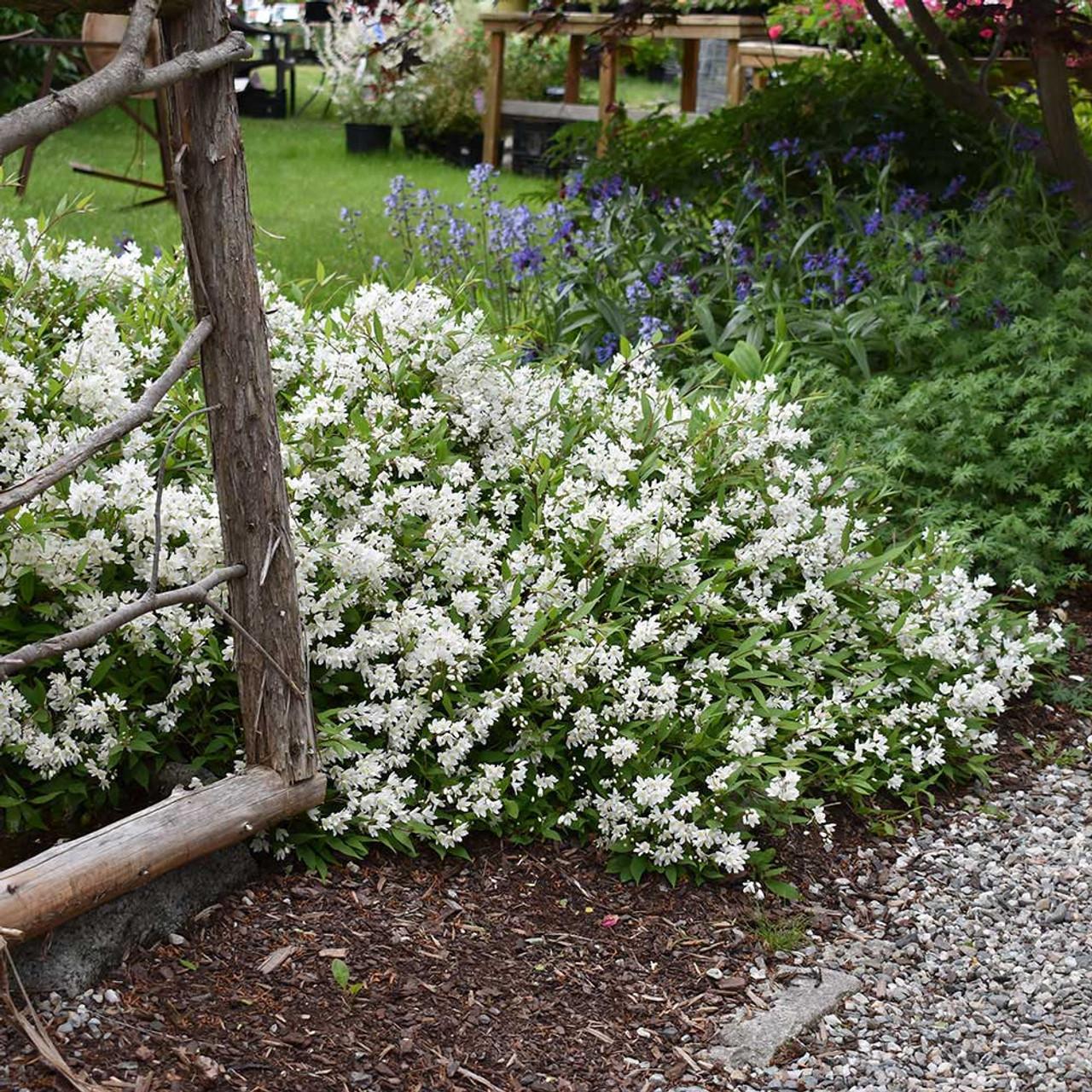 Deutzia Gracilis Nikko - View 1 from www redcrocus com