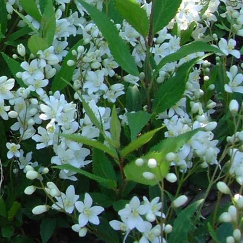 Deutzia Gracilis Nikko - View 20 from www redcrocus com