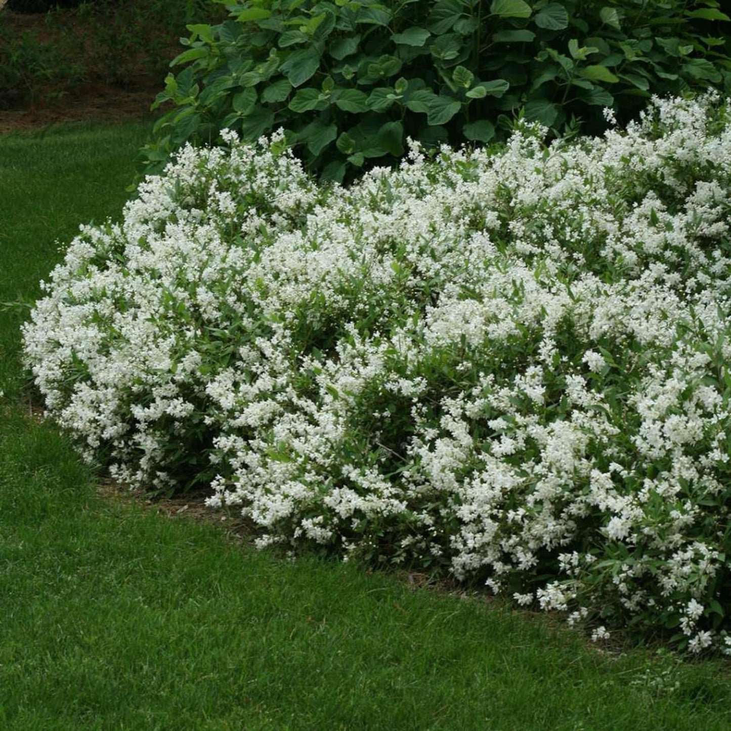 Deutzia Gracilis Nikko - View 2 from www redcrocus com
