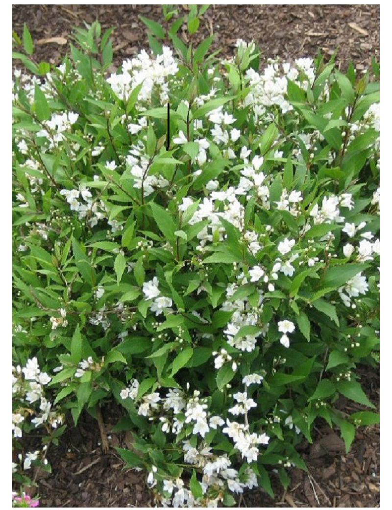 Deutzia Gracilis Nikko - View 4 from www redcrocus com
