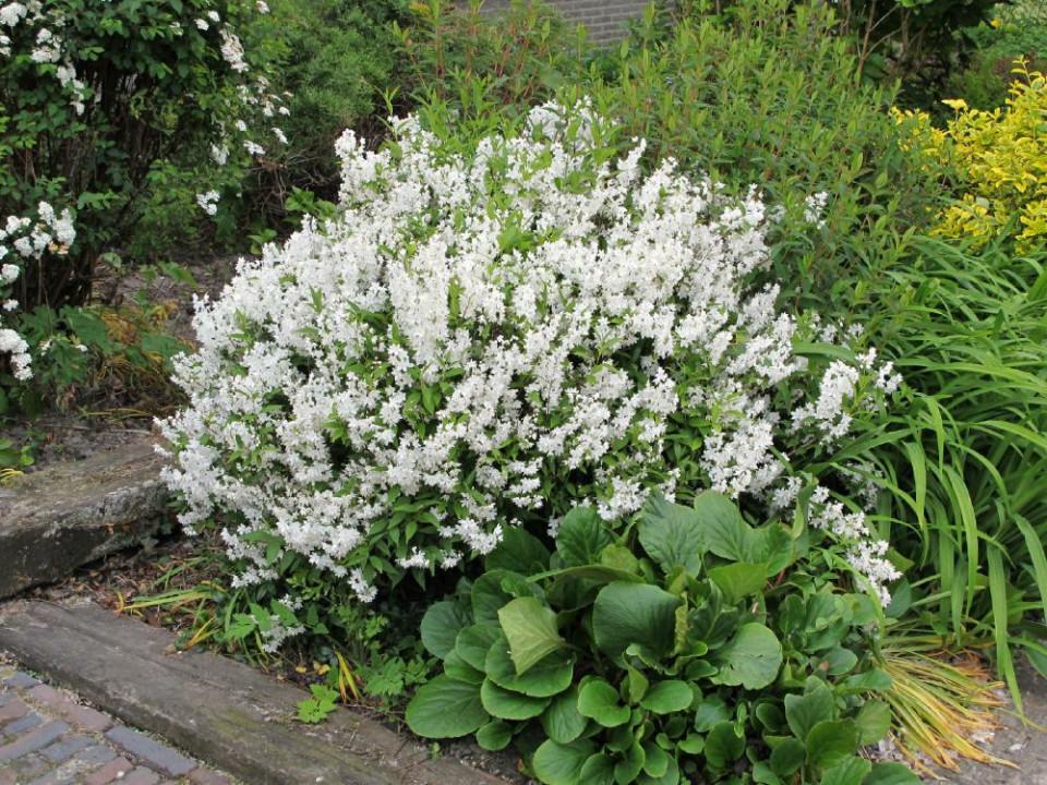 Deutzia Gracilis Nikko - View 5 from www redcrocus com