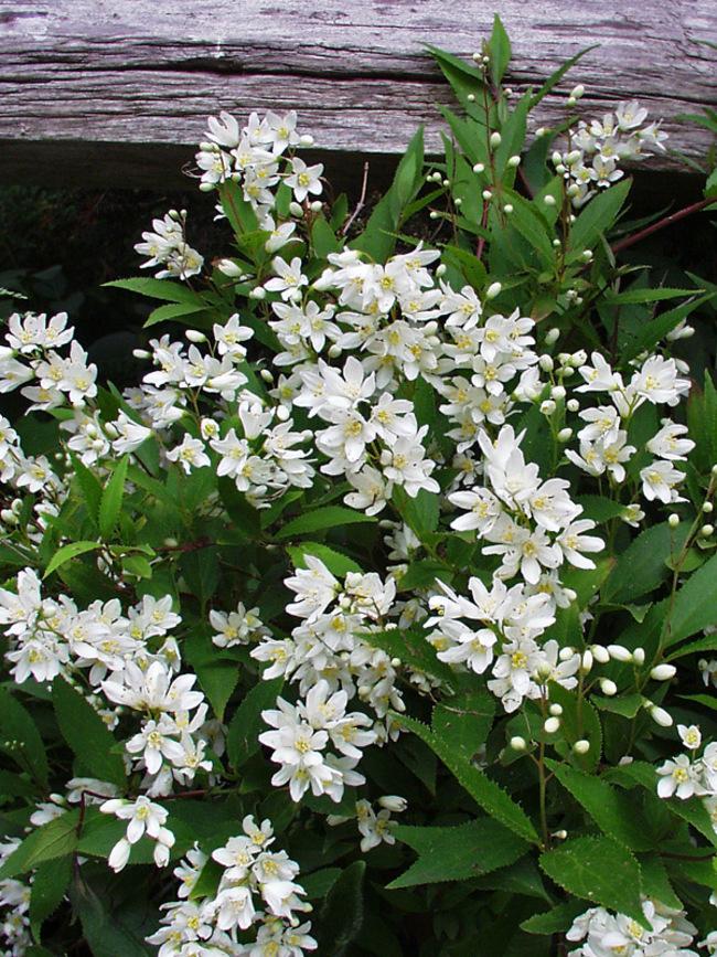 Deutzia Gracilis Nikko - View 6 from www redcrocus com