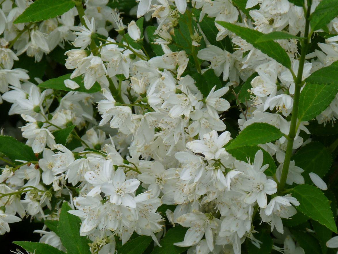 Deutzia Gracilis Nikko - View 7 from www redcrocus com