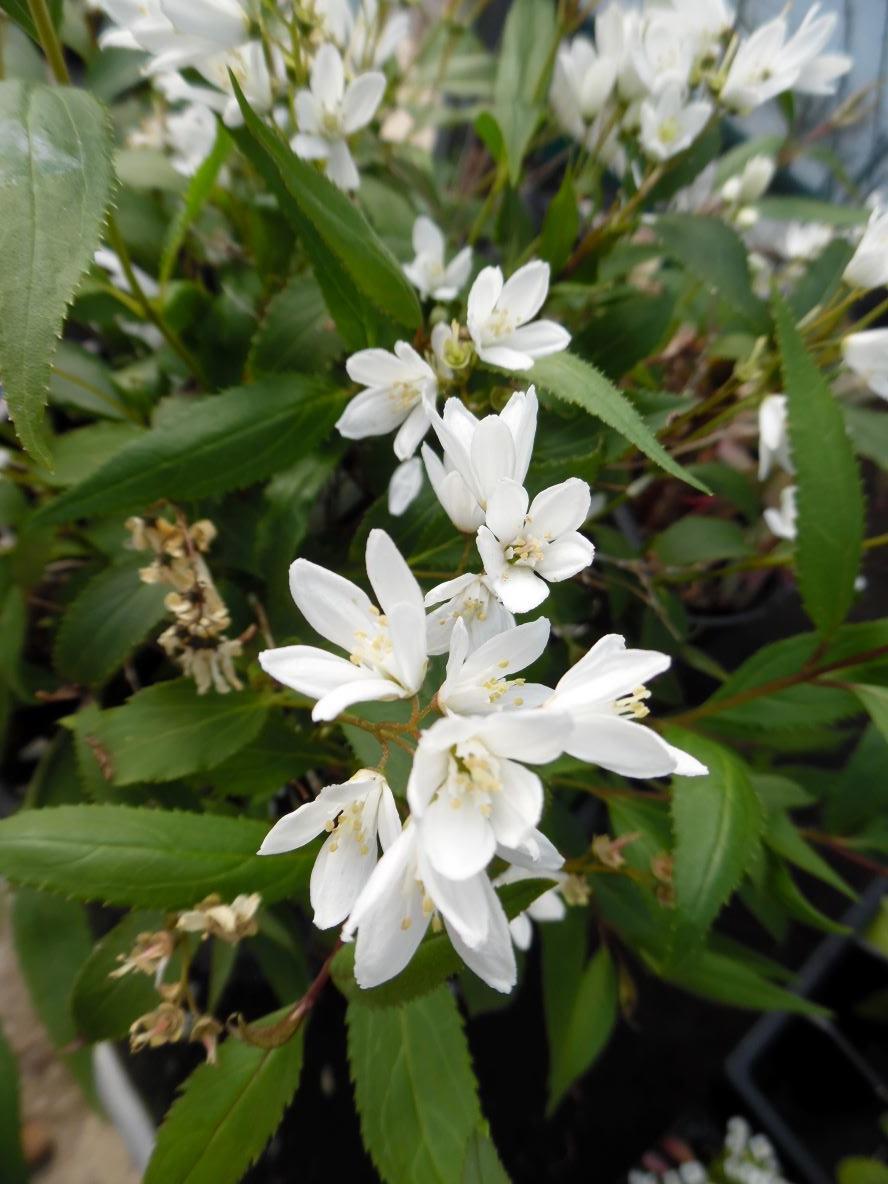Deutzia Gracilis Nikko - View 8 from www redcrocus com