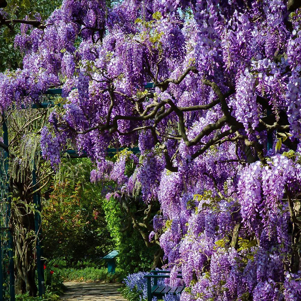 Wisteria Frutescens Amethyst Falls Staked - View 18 from www redcrocus com