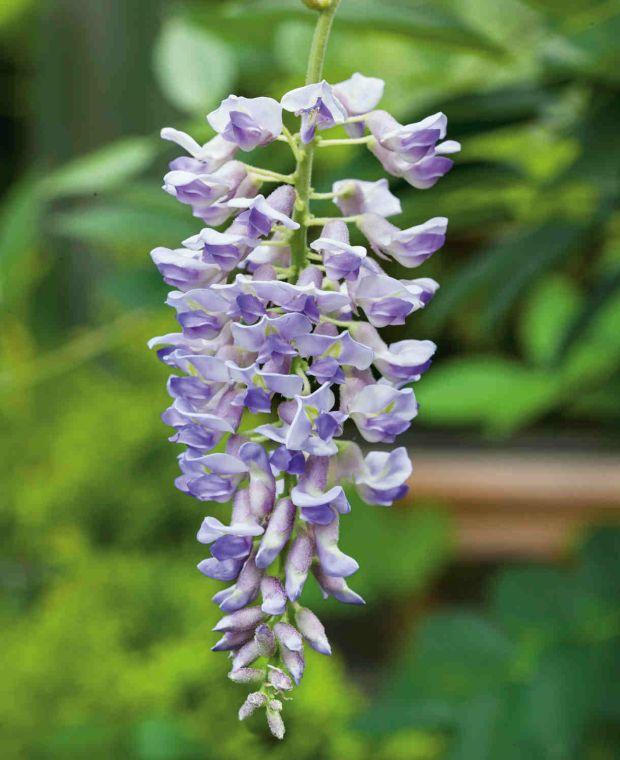 Wisteria Frutescens Amethyst Falls Staked - View 19 from www redcrocus com