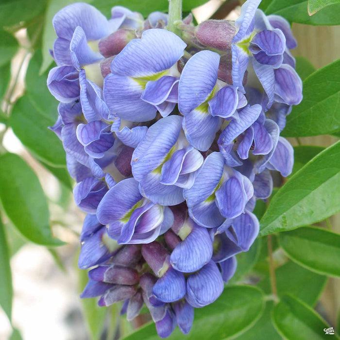 Wisteria Frutescens Amethyst Falls Staked - View 2 from www redcrocus com