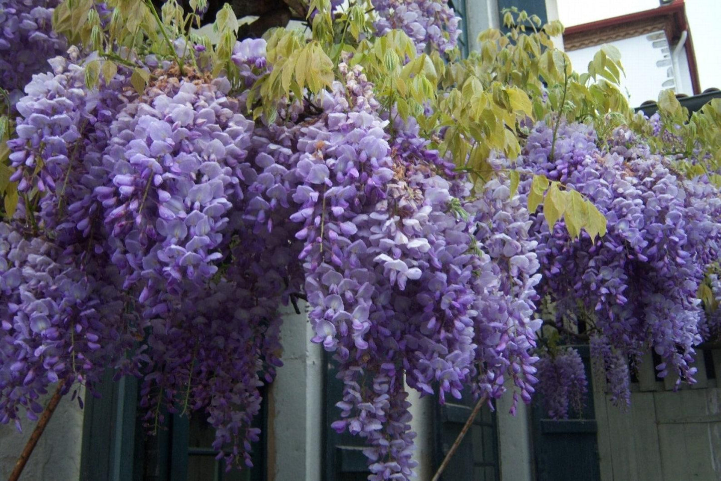 Wisteria Frutescens Amethyst Falls Staked - View 7 from www redcrocus com