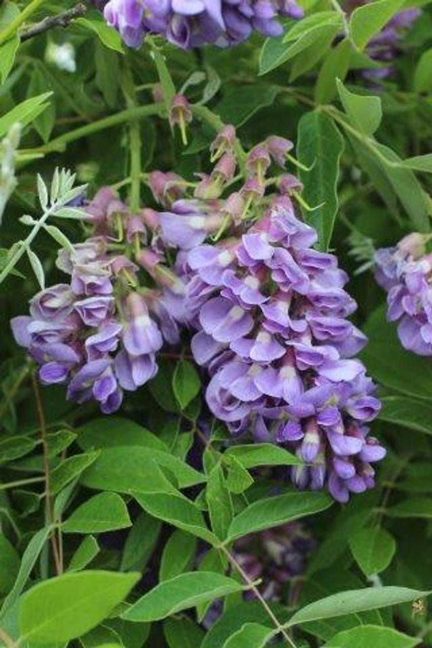 Wisteria Frutescens Amethyst Falls Staked - View 9 from www redcrocus com