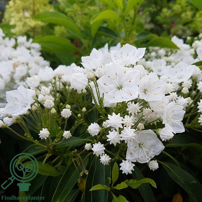 Kalmia Latifolia Snowdrift - View 10 from www redcrocus com