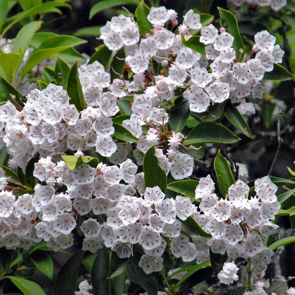 Kalmia Latifolia Snowdrift - View 12 from www redcrocus com