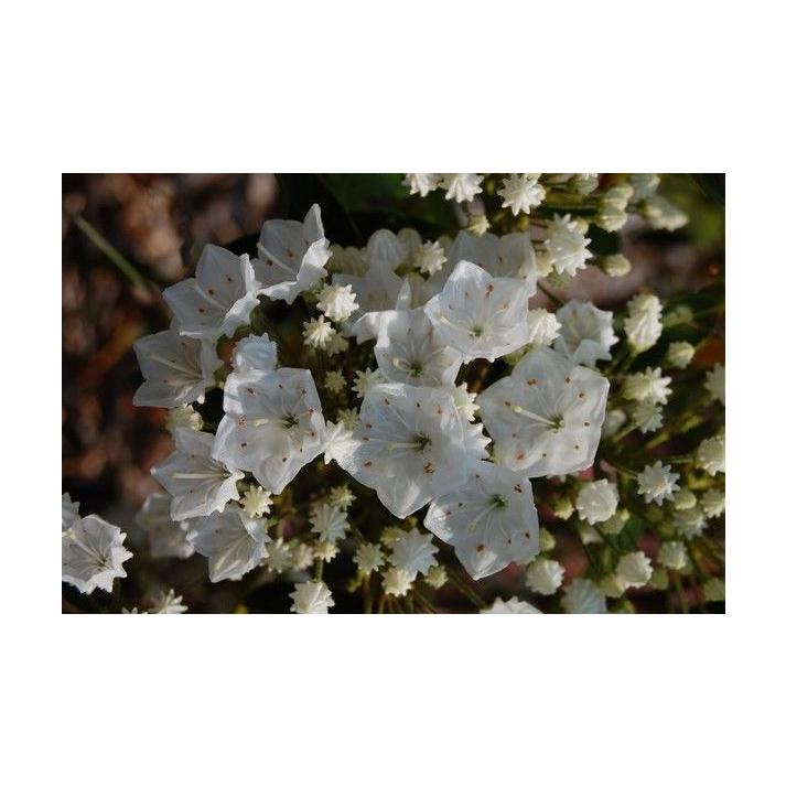 Kalmia Latifolia Snowdrift - View 13 from www redcrocus com
