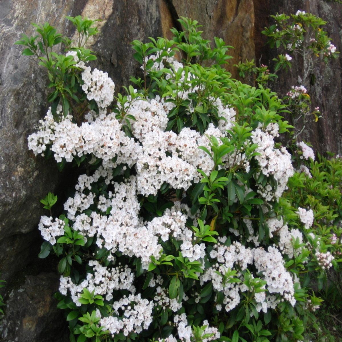 Kalmia Latifolia Snowdrift - View 14 from www redcrocus com