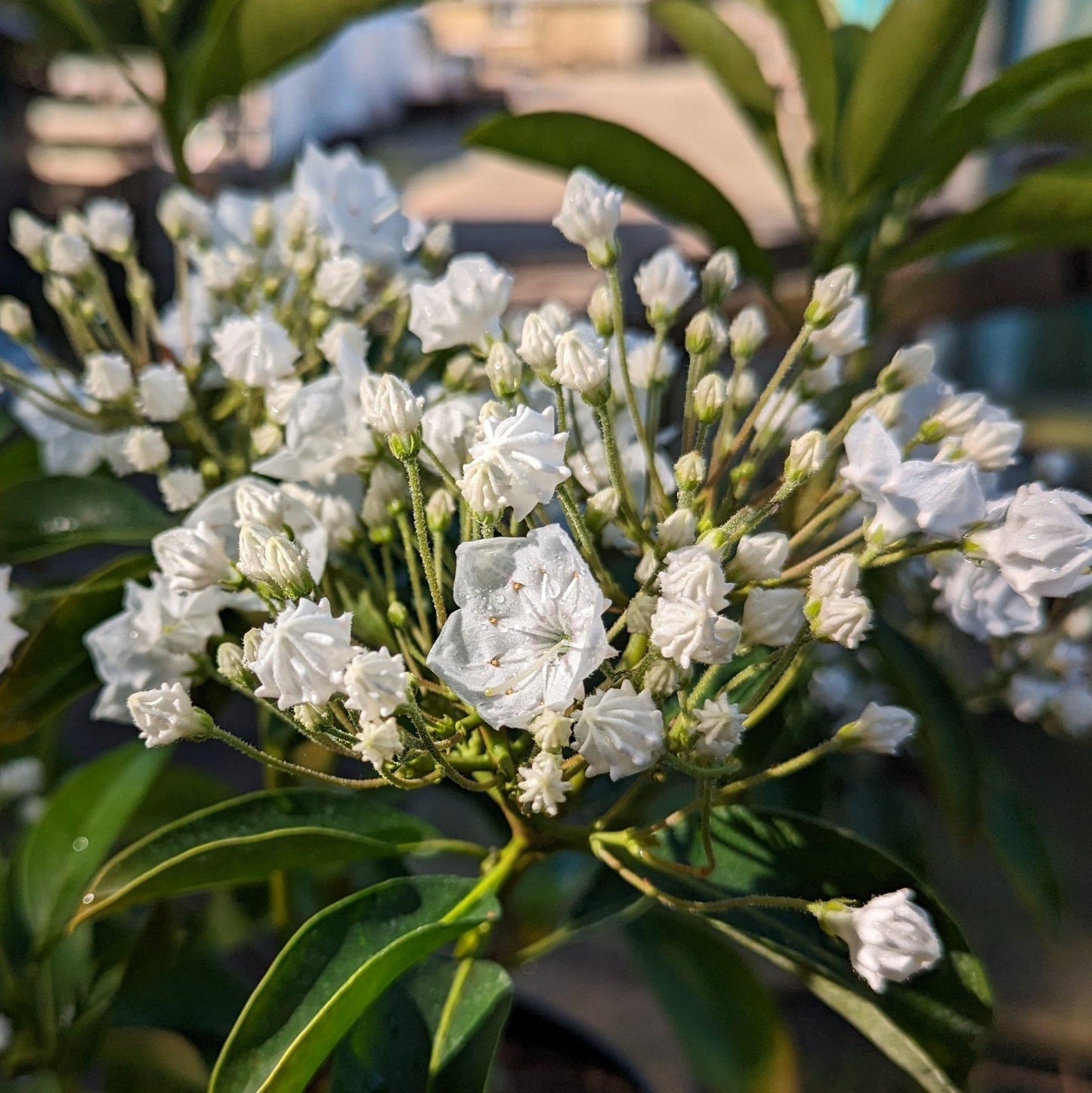 Kalmia Latifolia Snowdrift - View 16 from www redcrocus com