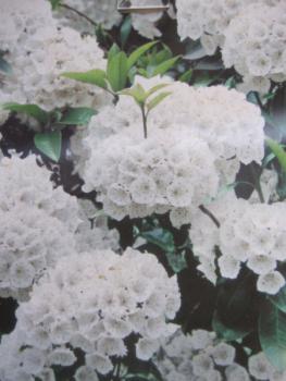 Kalmia Latifolia Snowdrift - View 17 from www redcrocus com
