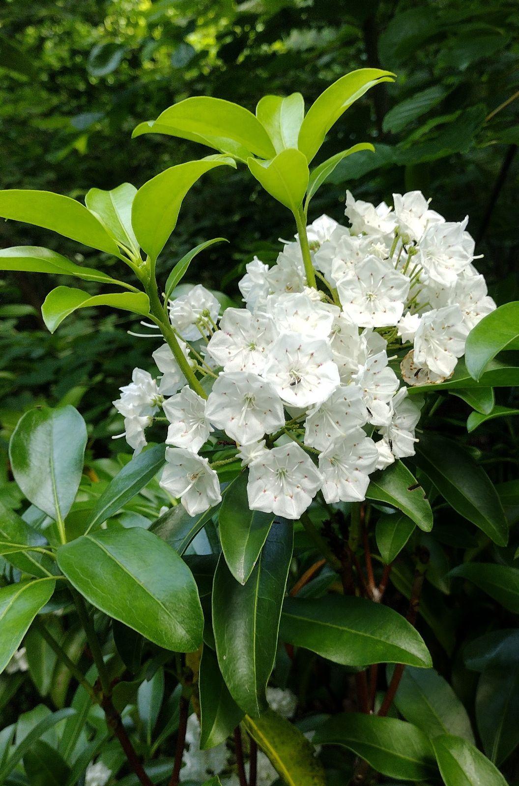 Kalmia Latifolia Snowdrift - View 18 from www redcrocus com