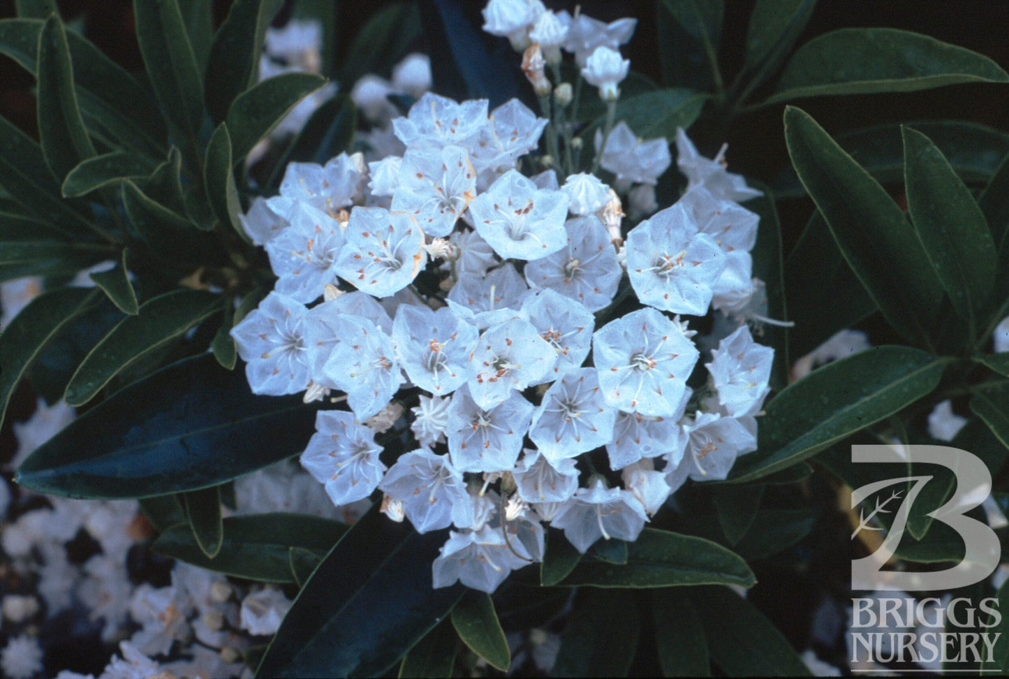 Kalmia Latifolia Snowdrift - View 1 from www redcrocus com