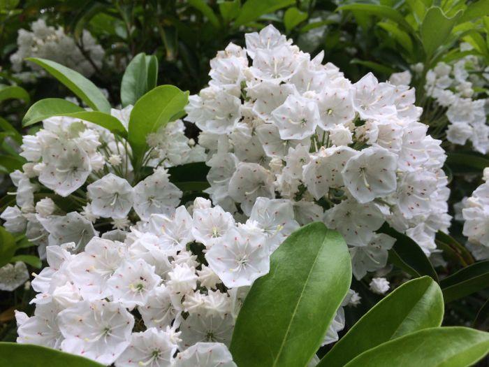 Kalmia Latifolia Snowdrift - View 2 from www redcrocus com