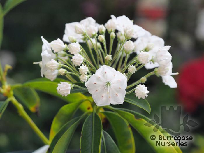 Kalmia Latifolia Snowdrift - View 3 from www redcrocus com