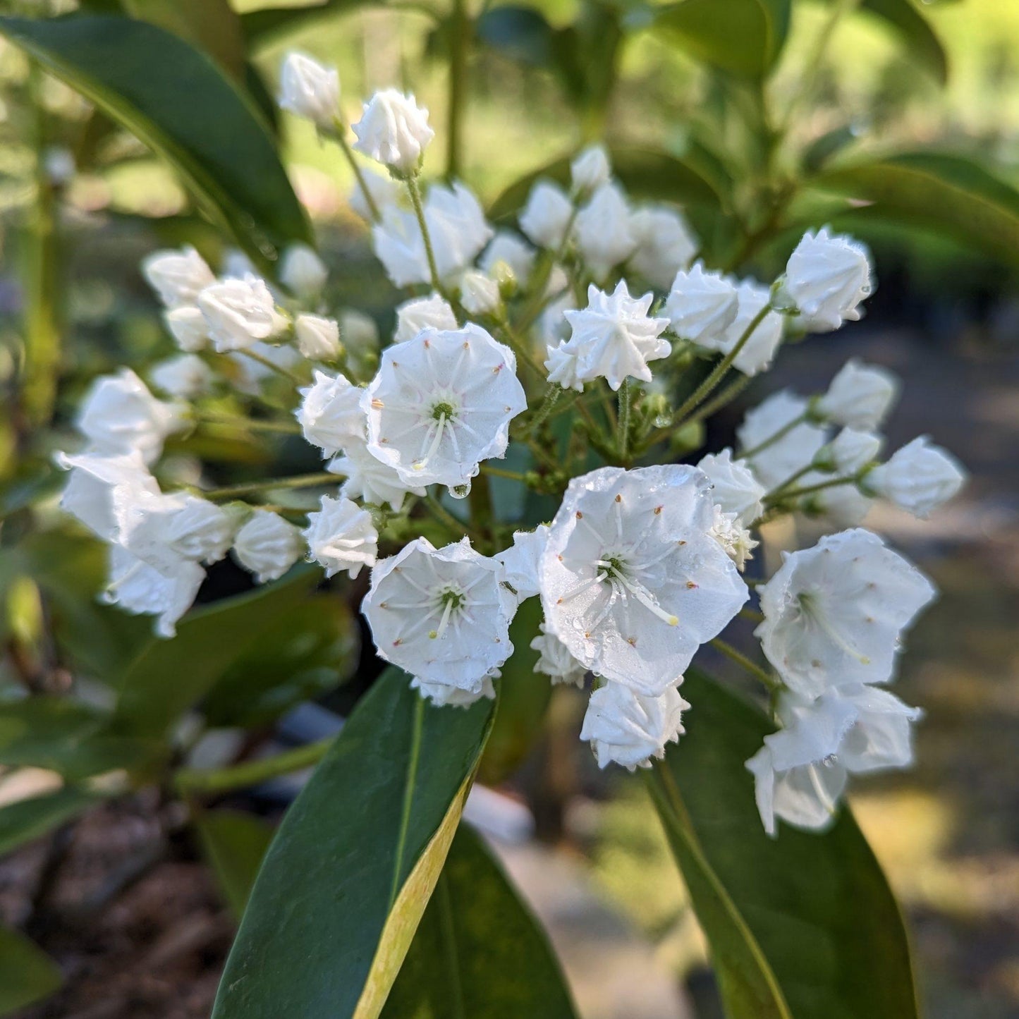 Kalmia Latifolia Snowdrift - View 8 from www redcrocus com