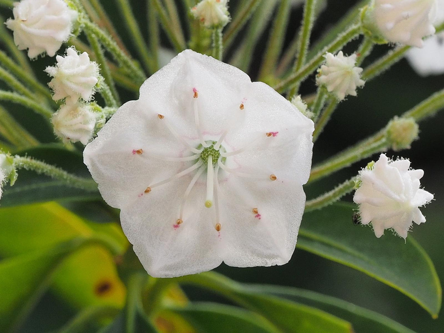 Kalmia Latifolia Snowdrift - View 9 from www redcrocus com