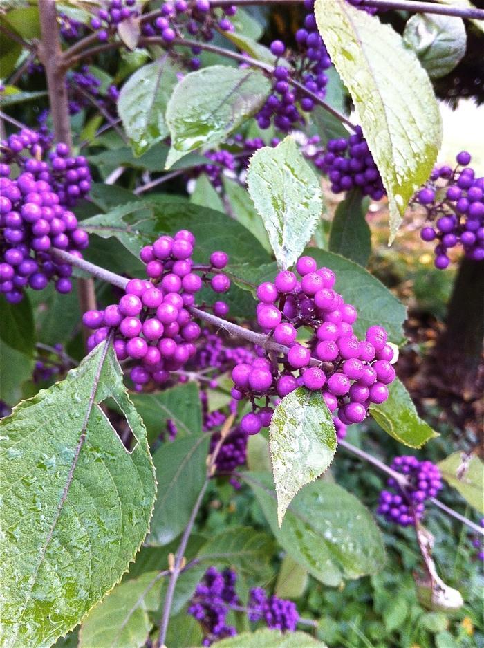 Callicarpa Dichotoma Early Amethyst - View 10 from www redcrocus com