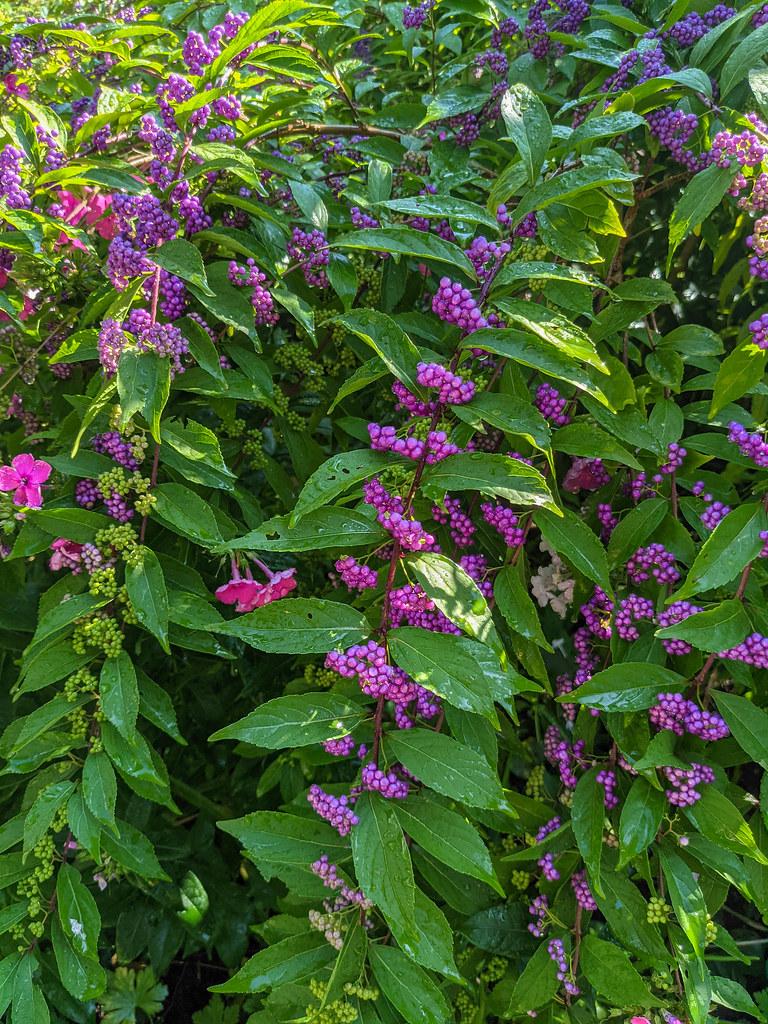 Callicarpa Dichotoma Early Amethyst - View 14 from www redcrocus com