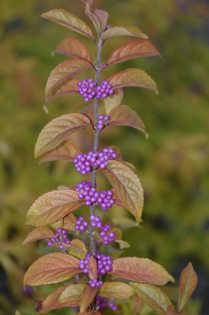Callicarpa Dichotoma Early Amethyst - View 15 from www redcrocus com