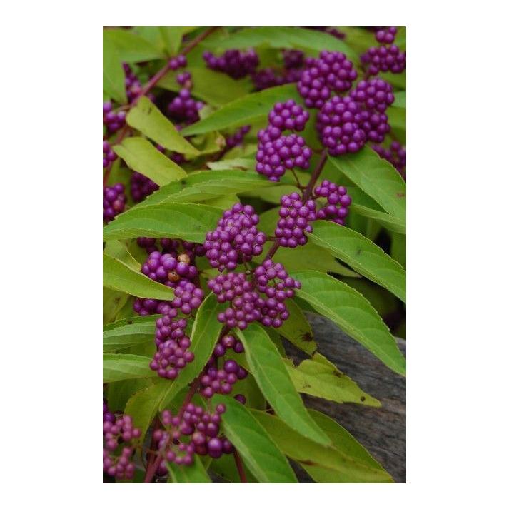 Callicarpa Dichotoma Early Amethyst - View 16 from www redcrocus com