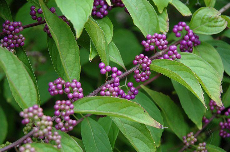 Callicarpa Dichotoma Early Amethyst - View 17 from www redcrocus com