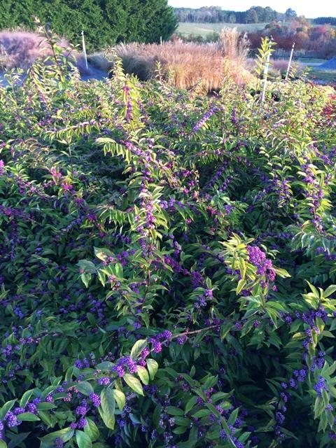 Callicarpa Dichotoma Early Amethyst - View 18 from www redcrocus com