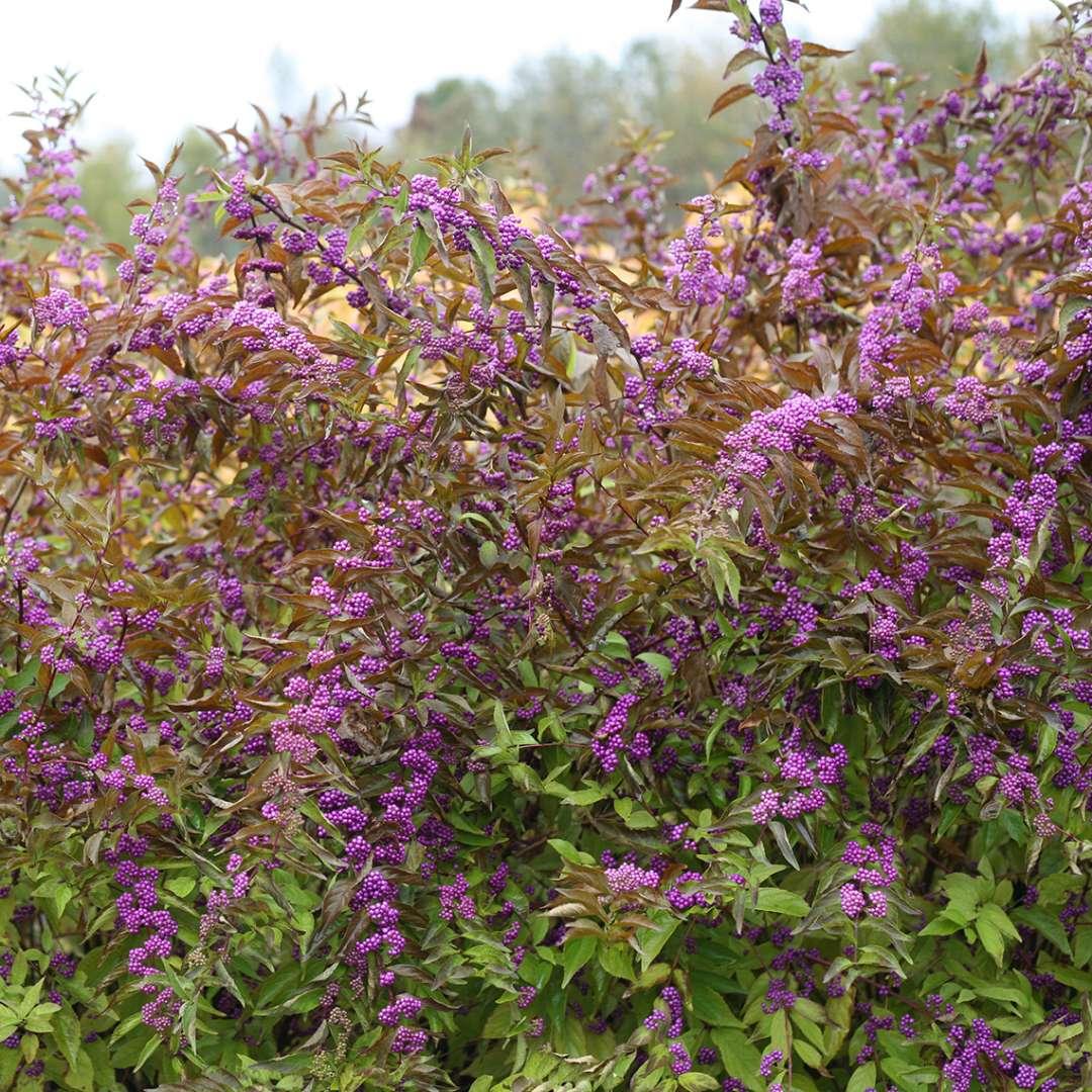 Callicarpa Dichotoma Early Amethyst - View 19 from www redcrocus com