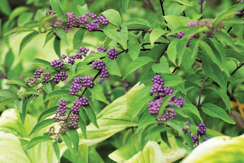 Callicarpa Dichotoma Early Amethyst - View 4 from www redcrocus com
