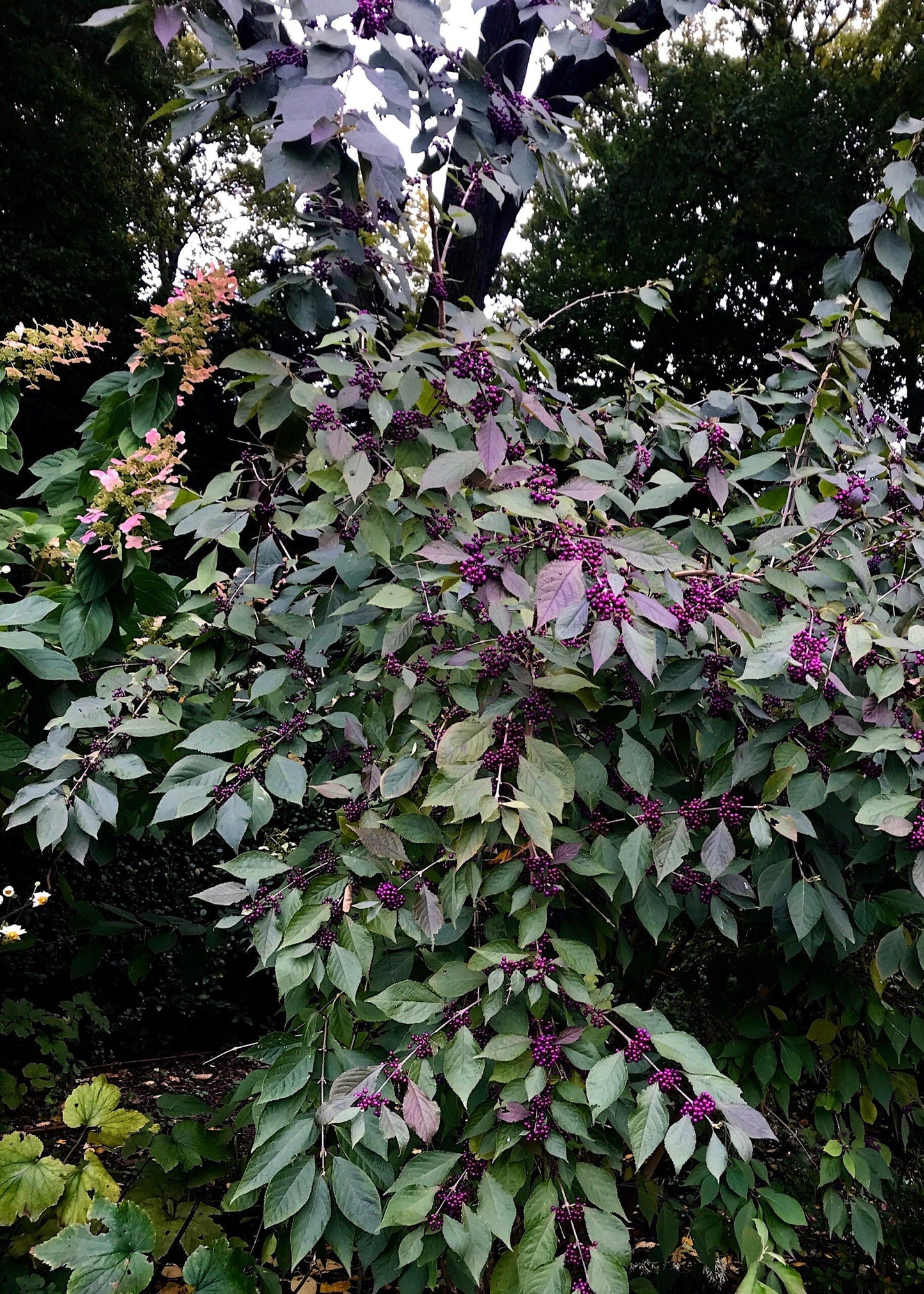 Callicarpa Dichotoma Early Amethyst - View 5 from www redcrocus com
