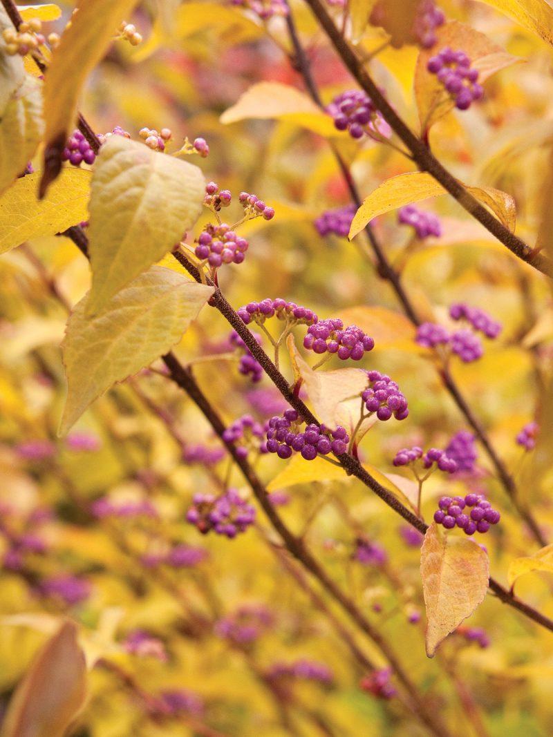 Callicarpa Dichotoma Early Amethyst - View 7 from www redcrocus com