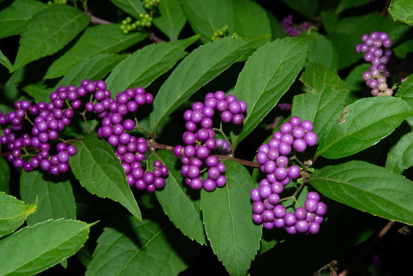 Callicarpa Dichotoma Early Amethyst - View 8 from www redcrocus com