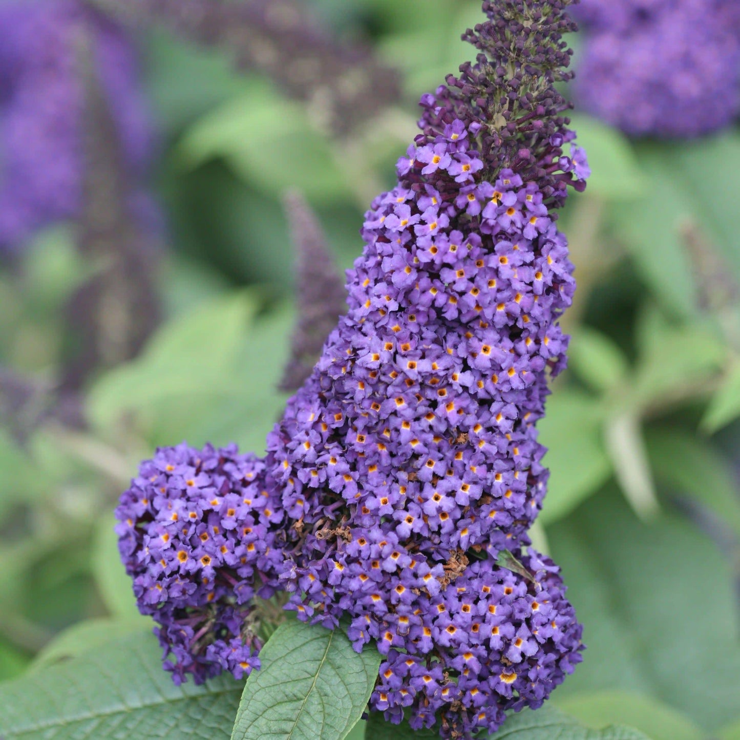 Buddleia Davidii 'pugster Blue' - View 10 from www redcrocus com