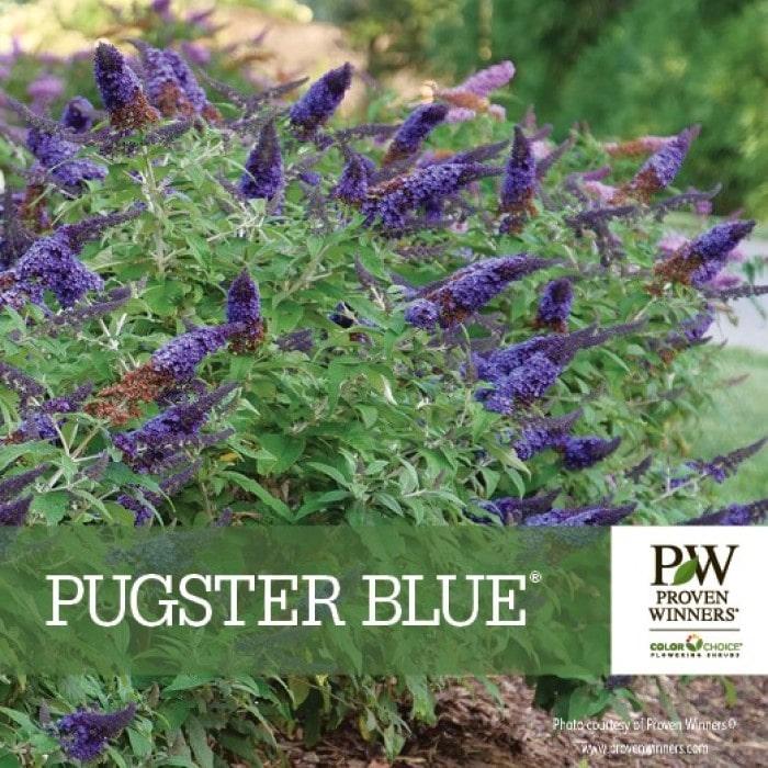 Buddleia Davidii 'pugster Blue' - View 13 from www redcrocus com