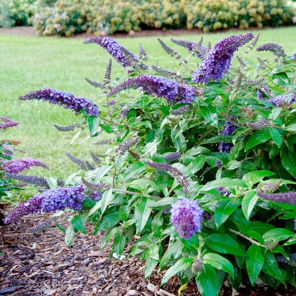 Buddleia Davidii 'pugster Blue' - View 14 from www redcrocus com