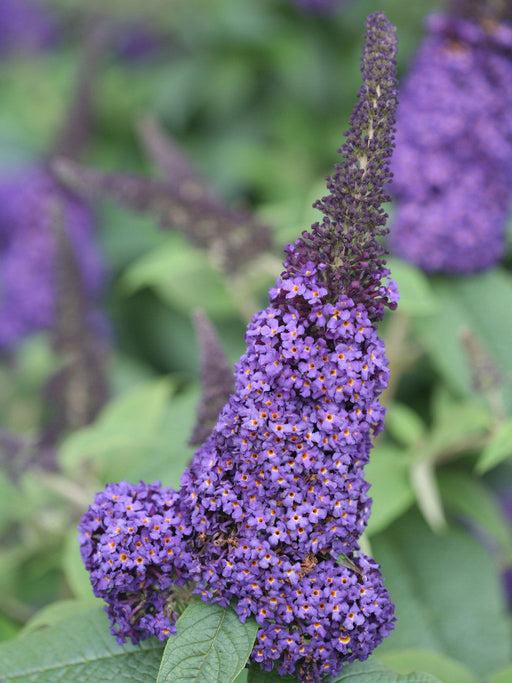 Buddleia Davidii 'pugster Blue' - View 18 from www redcrocus com