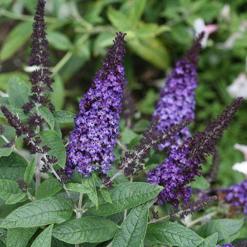 Buddleia Davidii 'pugster Blue' - View 20 from www redcrocus com