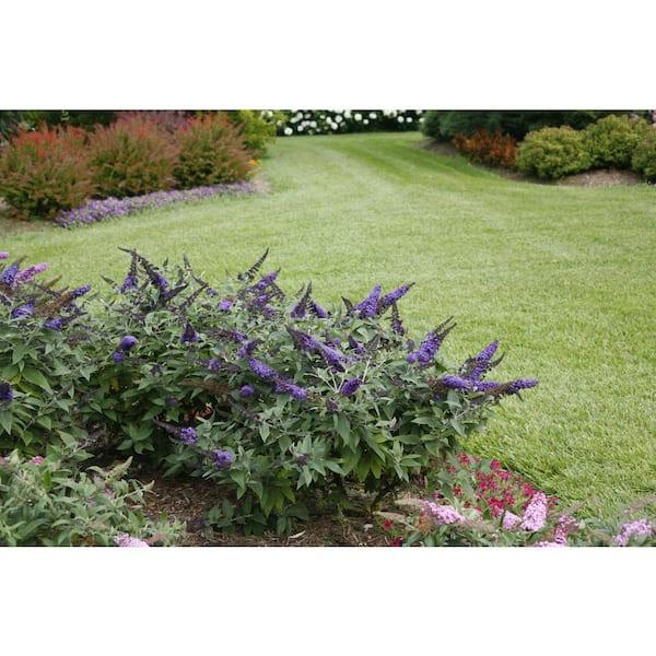 Buddleia Davidii 'pugster Blue' - View 24 from www redcrocus com