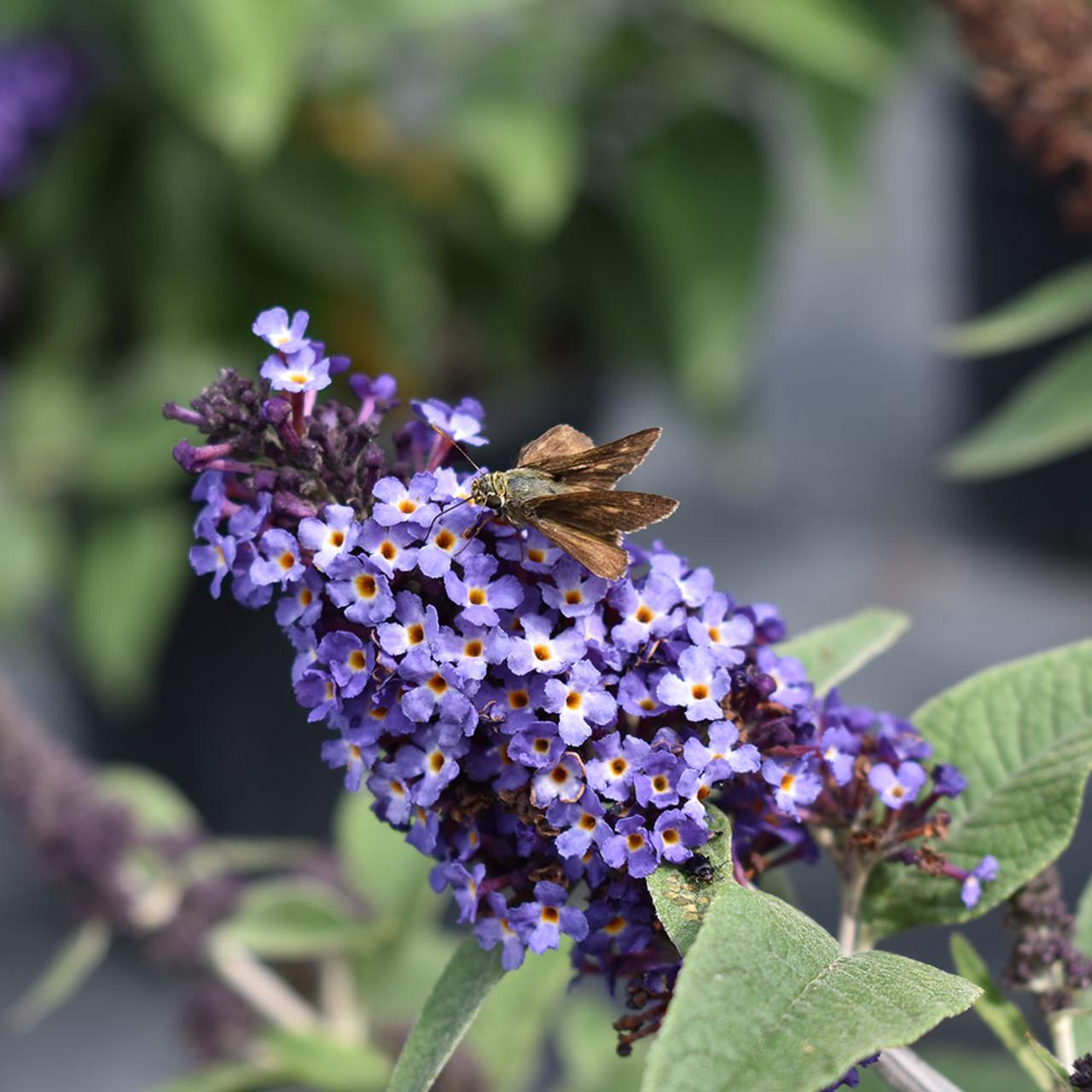 Buddleia Davidii 'pugster Blue' - View 29 from www redcrocus com