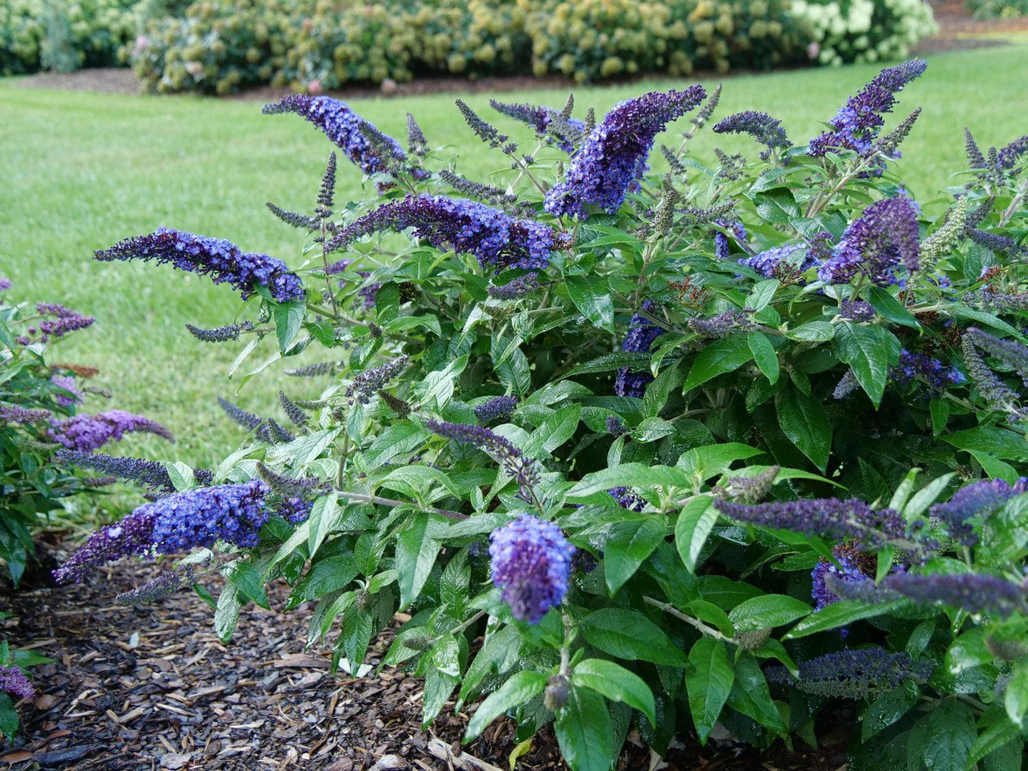 Buddleia Davidii 'pugster Blue' - View 2 from www redcrocus com