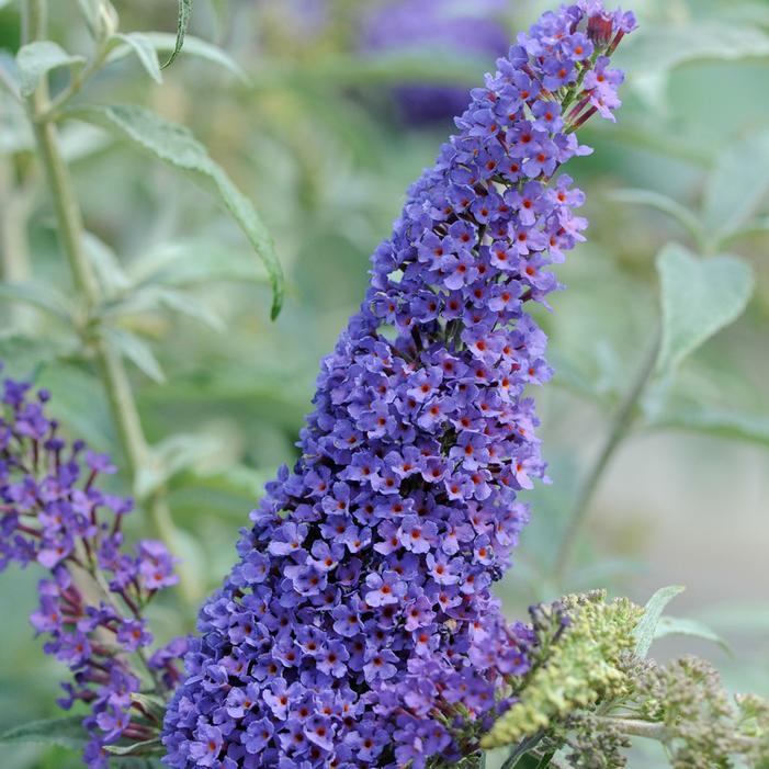 Buddleia Davidii 'pugster Blue' - View 33 from www redcrocus com