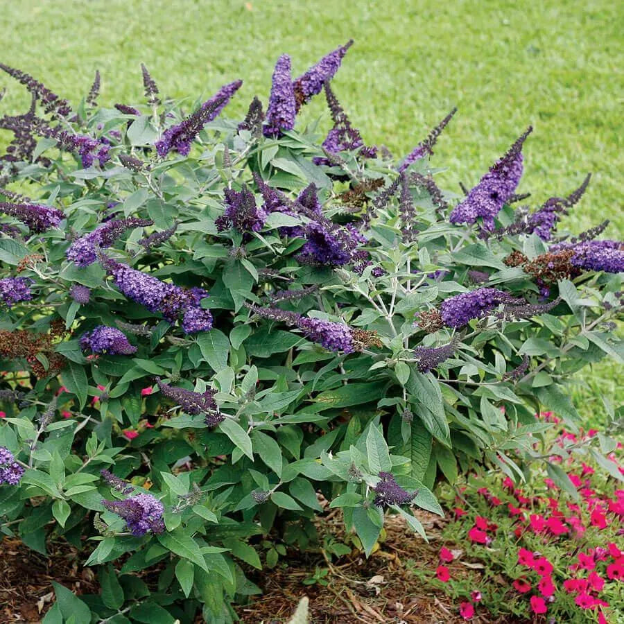 Buddleia Davidii 'pugster Blue' - View 34 from www redcrocus com